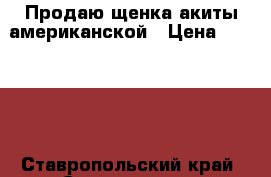 Продаю щенка акиты американской › Цена ­ 40 000 - Ставропольский край, Ставрополь г. Животные и растения » Собаки   
